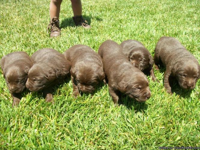 AKC chocolate Labrador puppies - Price: 800.00