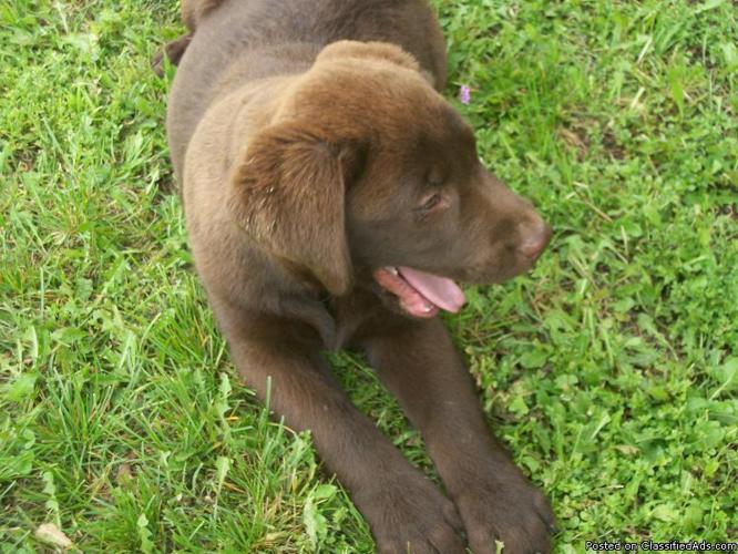 AKC CHOCOLATE LABRADOR PUPPIES....AWESOME PUPS - Price: 800.00