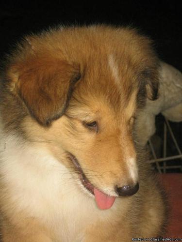 AKC COLLIE PUPPIES - LASSIE LOOKALIKES - Price: 500.00