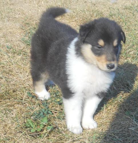 AKC Collie puppies--ready to go! - Price: 550