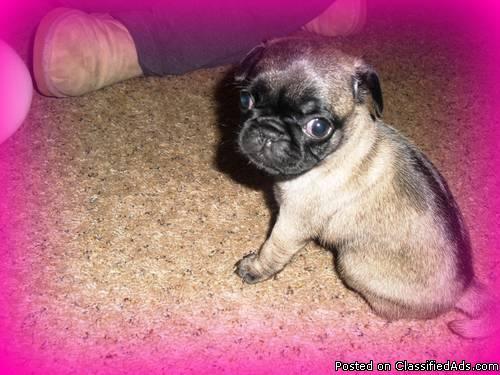 AKC cute fawn Pug Puppie female - Price: 800