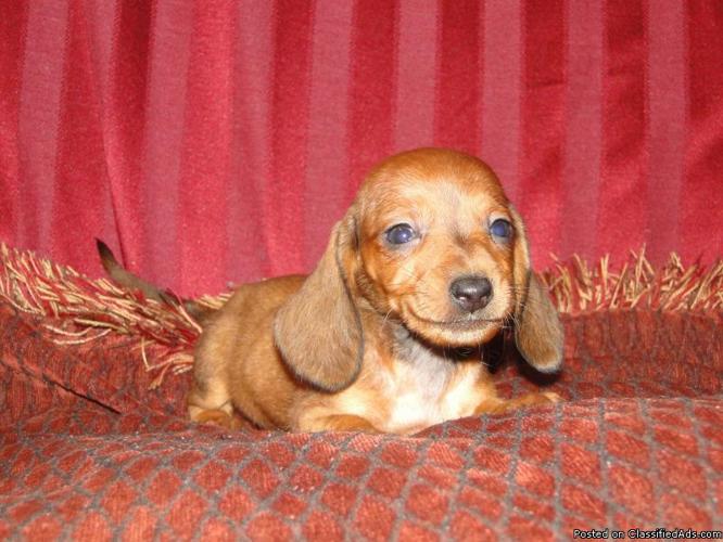 akc dachshund pupPIES DUE WIRES AND DAPPLES ARRIVED 3/21/13 - Price: 1200