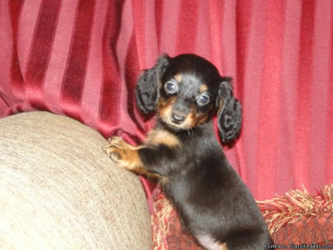 akc dachshund puppies over 128 champions - Price: 850