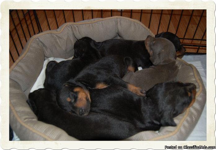 doberman puppies for sale at best price