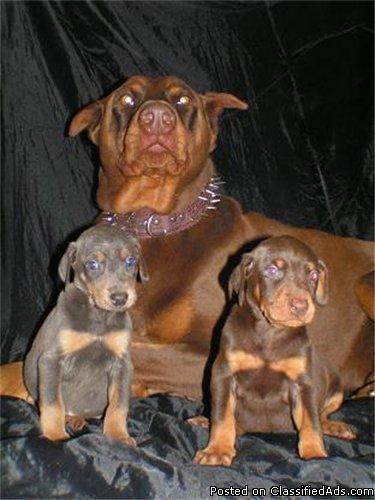 akc dobermans and english bulldogs puppys - Price: $600