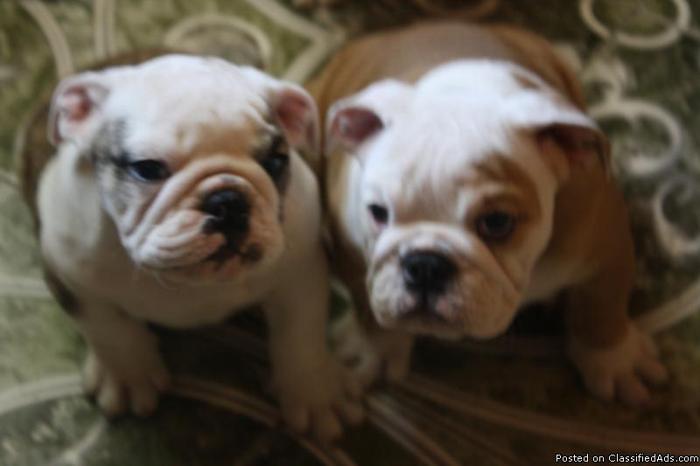 Akc English Bulldog Puppies - Price: $1,800