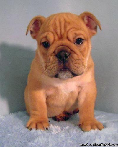 AKC English Bulldog Puppy (Orange) - Price: 1200