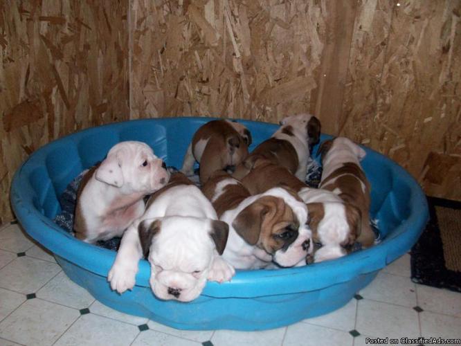 AKC English Bulldog Pups - Price: $1,000