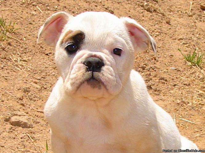 AKC English Bulldog Pups - Price: 1300