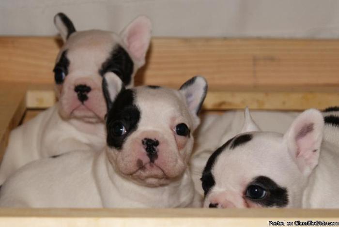 AKC french Bulldog puppy - Price: 1200.00