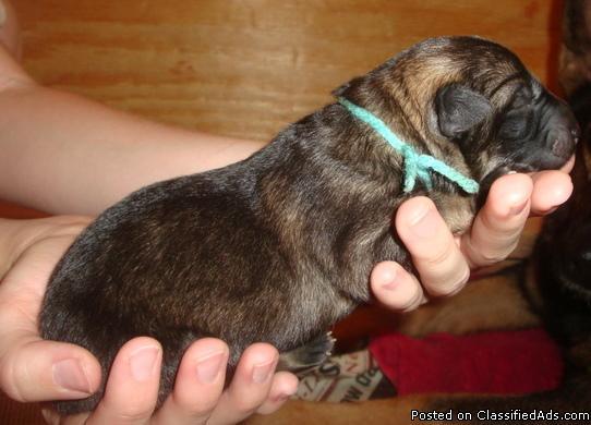 AKC German Shepherd Puppies Born April 12, 2011 - Price: 800
