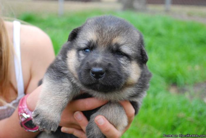 AKC German Shepherd puppies for sale - Price: $450