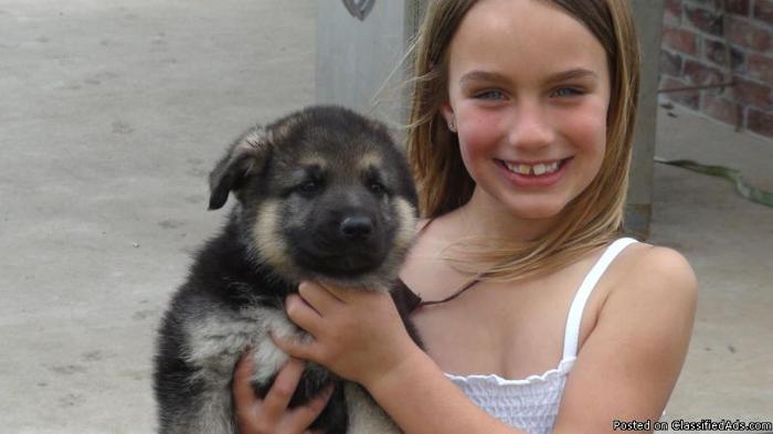 AKC German Shepherd Puppies for Sale - Price: 450