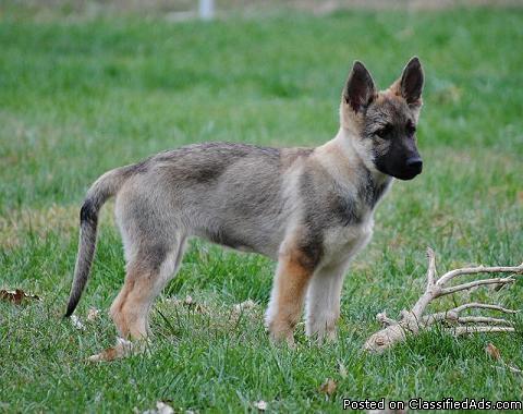 AKC German Shepherd Puppies - Price: 450