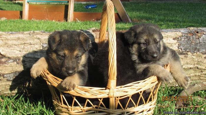 AKC German Shepherd Puppies - Price: 850.00