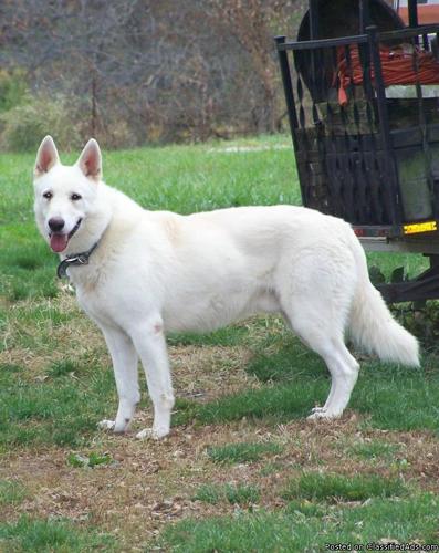 AKC German Shepherd Puppies - White - Price: 600