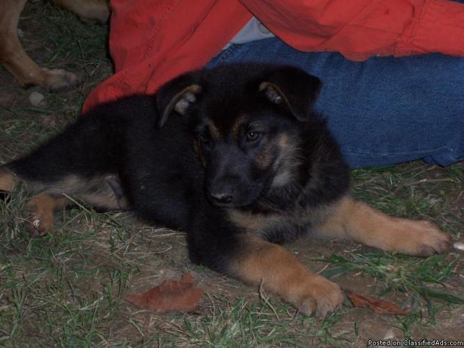 AKC German Shepherd puppys - Price: 500.00
