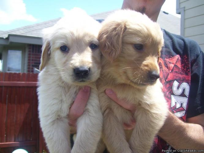 Akc Golden Retriever Puppies For Sale For Sale In Cibolo Texas