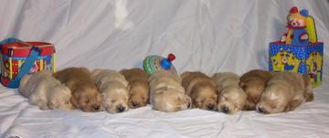 AKC Golden Retriever Puppies - Price: 500