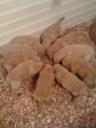 AKC Golden Retriever Puppies - Price: 600.00