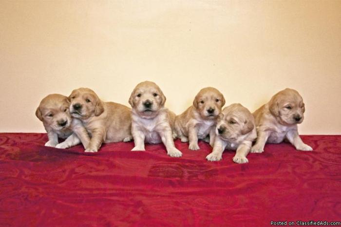 AKC Golden Retriever Puppies - Price: $800. and up