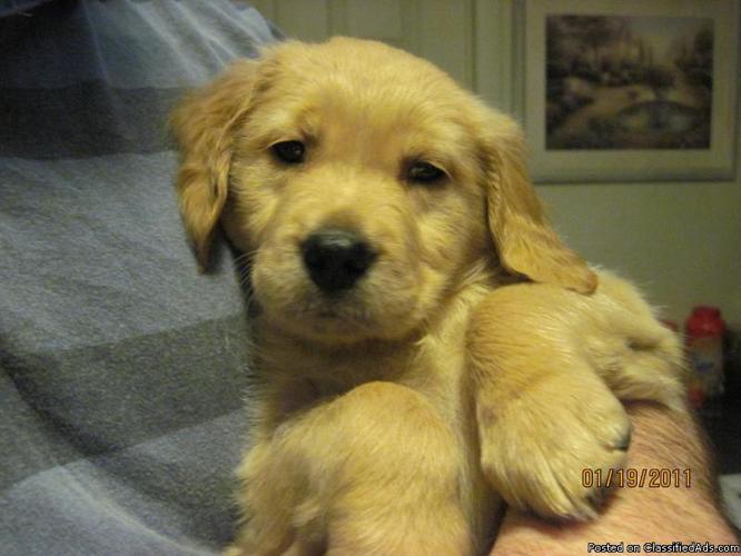 Akc Golden Retriever Puppy Price 500 For Sale In Grantville Georgia Best Pets Online