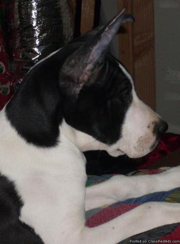 AKC Great Dane Puppies - Price: $1000.00 to $1600.00