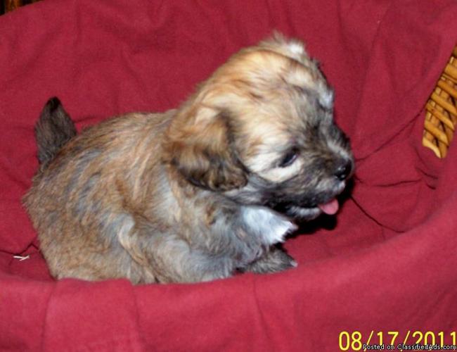 AKC HAVANESE PUPPIES FOR SALE 2 males - Price: $550