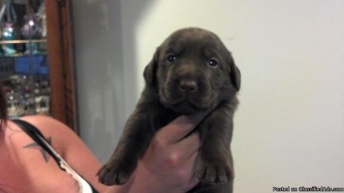 AKC Lab Puppies Black, Chocolate and Yellow Family raised - Price: $800