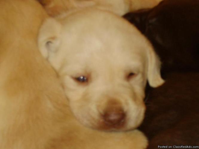 AKC Lab Puppies born on New Year's Day Only 1 left - Price: $180