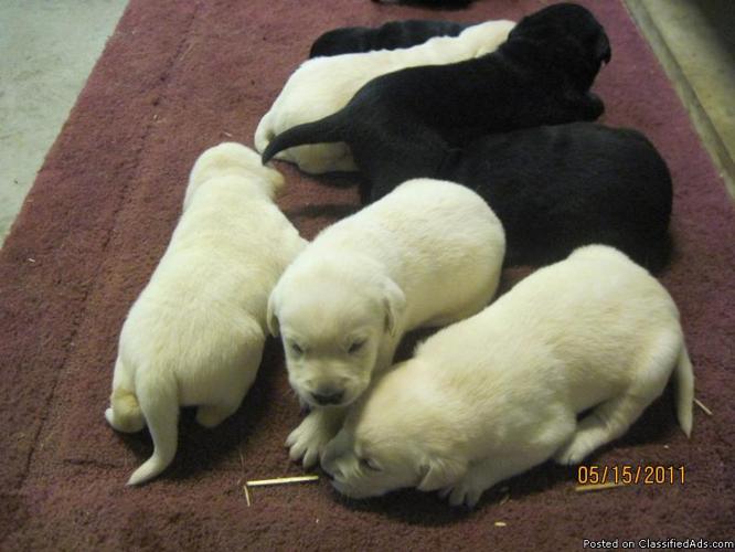 AKC Lab Puppies - Price: 225.00