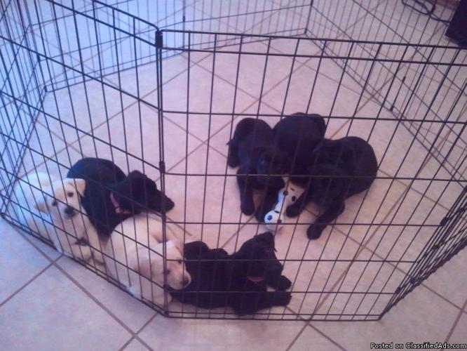 AKC LAB PUPS FOR SALE - Price: 450.00500.00
