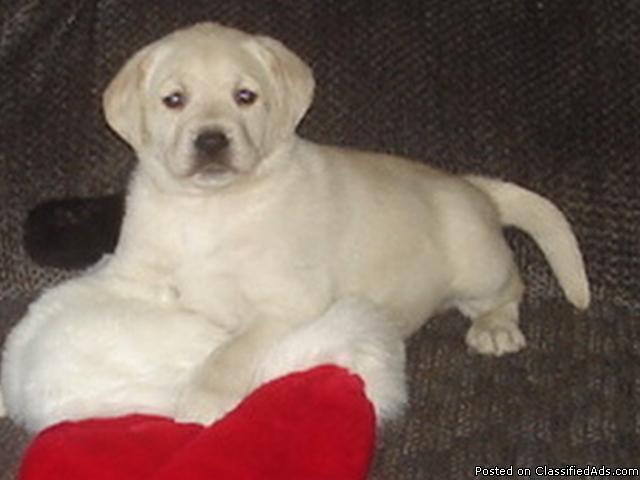 AKC Labrador Retriever Pups - Price: $900