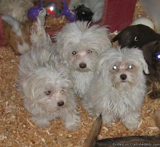 AKC Maltese puppies