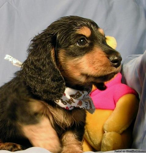 AKC Miniature Dachshund Champion bred Puppy - Price: $400.00