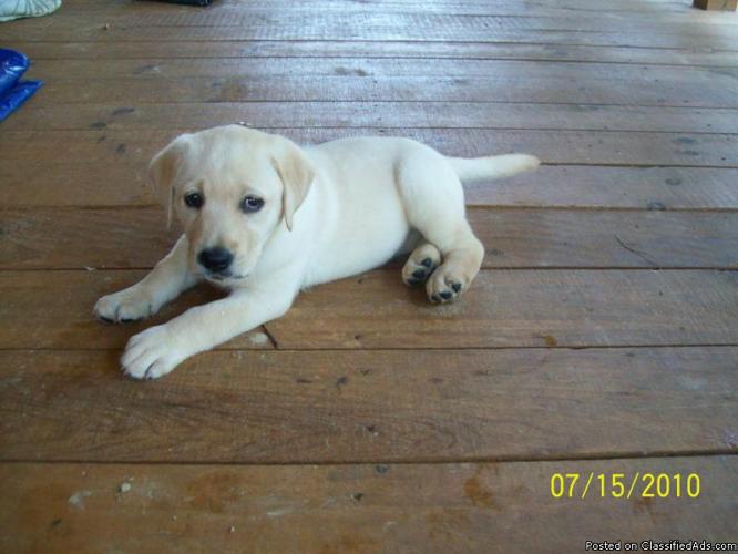 AKC, OFA English Labrador Puppies many Champions in both parents $700 - Price: 700