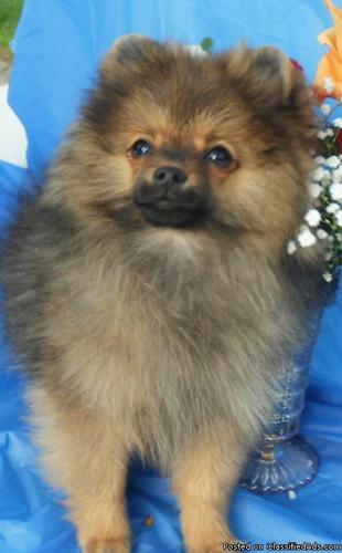 AKC Pomeranian male puppy - Price: $450.00
