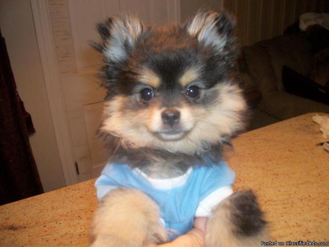 AKC Pomeranian Puppies - Price: 1,000 1,500