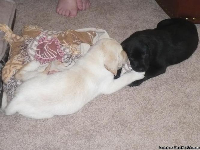 AKC-Pure Breed LAB Puppies - Price: $595.00-895.00