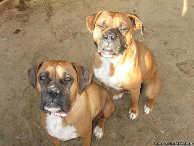 akc purebred boxer puppies - Price: 400-450