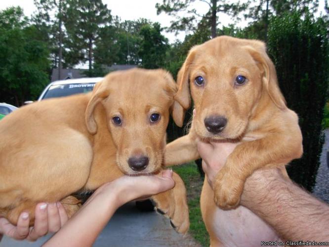 AKC Reg Yellow Labs Fox Red Color - Price: 500.