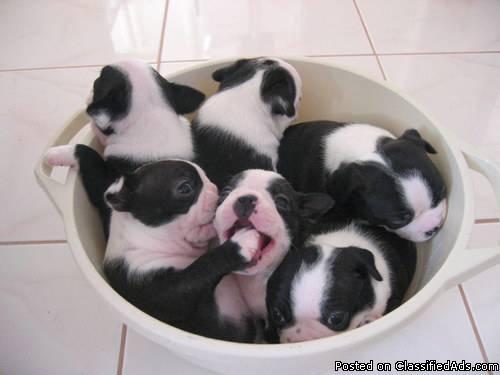 AKC Registered Boston Terrier puppies - Price: $300