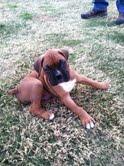 AKC Registered Boxer Puppies - Price: $600.00