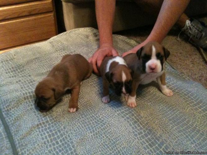 AKC REGISTERED BOXER PUPPIES Ready to go!! - Price: 500/600