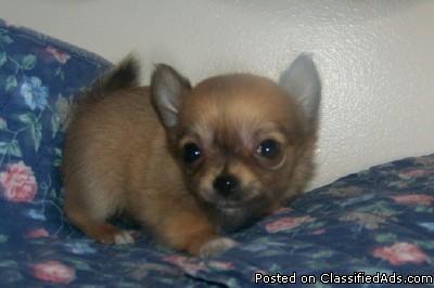 AKC Registered Chihuahua - Price: 550.00