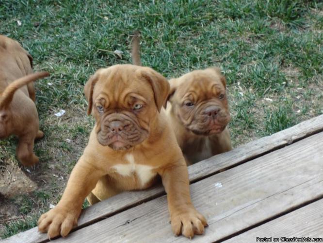 AKC Registered Dogue De Bordeaux/French Mastiff/Turner and Hooch - Price: 1000.00