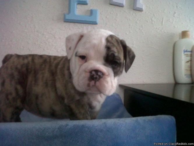 AKC Registered English Bulldog Puppies - Price: $2000.00