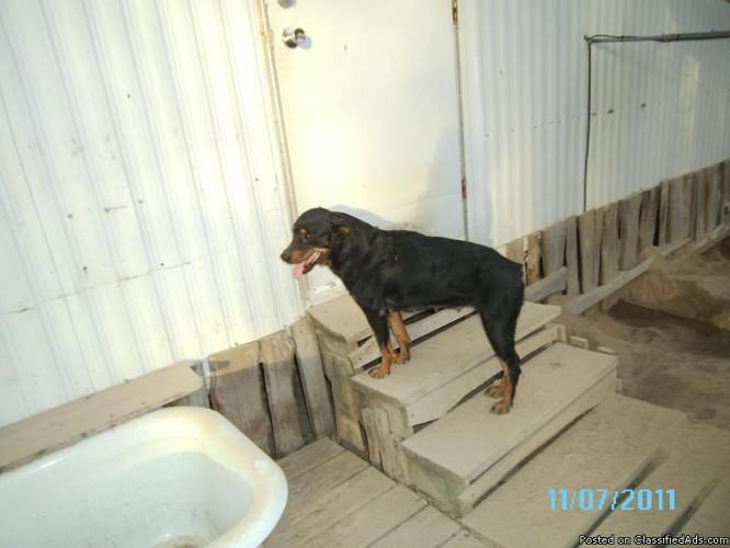 AKC REGISTERED FEMALE AMERICAN ROTWEILLER FOR SALE - Price: $500