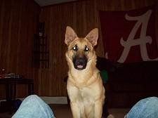 AKC registered german shepherd for stud services - Price: negotiable