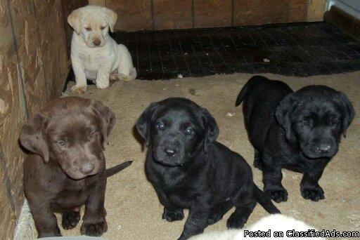 AKC Registered Lab Pups - Price: 350.00